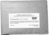 Mycosarcoma maydis image